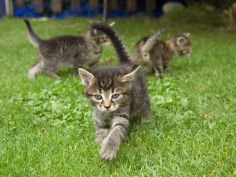 felis catus three grey tabby kittens playing