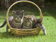 felis catus three kittens in a basket