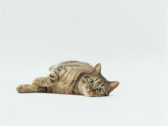 female domestic tabby cat lying down