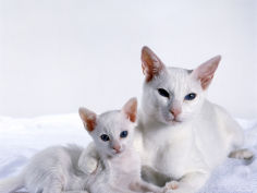 female foreign white with kitten