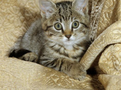female tabby kitten on chair
