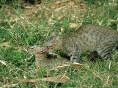 feral cats pair mating india