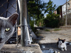 feral cats roam the streets of baltimore