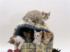 five 8 week kittens in igloo bed