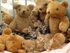 five kittens in cot with teddy bears