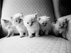 five kittens