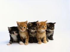 five tabby kittens