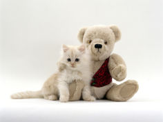 fluffy cream kitten with cream teddy bear