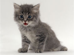 fluffy tabby kitten miaowing