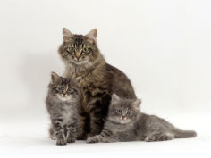 fluffy tabby with her two kittens