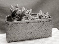 four kittens inside a wicker basket 1950s