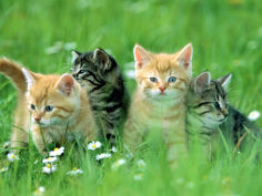 four kittens