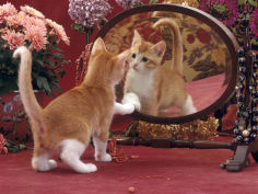 ginger and white kitten looking at reflection in mirror