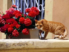 ginger cat on wall near flowers