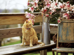 ginger cat on wooden bench with twigs of flowering magnolia