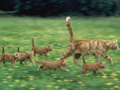ginger domestic cat running with litter of five kittens