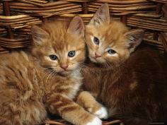 ginger male kittens sitting in a wicker basket