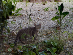 gray tabby cat in a garden asolo italy