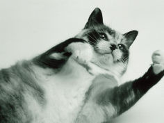 gringa the cat