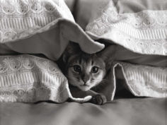 hiding