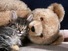 kitten asleep with teddy bear