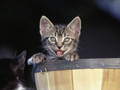 kitten in a basket