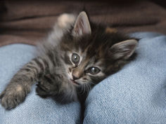 kitten in basket