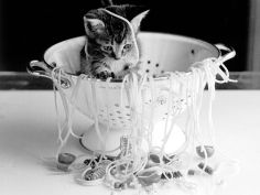 kitten in spaghetti
