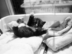 kitten laundry