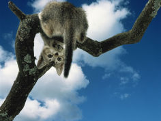 kitten looking down from branch