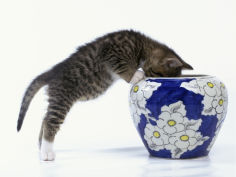kitten looking in decorated vase
