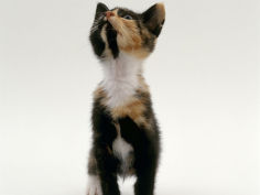 kitten looking upwards