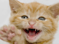 kitten making a funny face