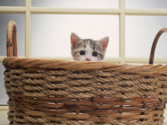 kitten peeking out of basket