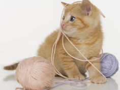 kitten playing with ball of yarn