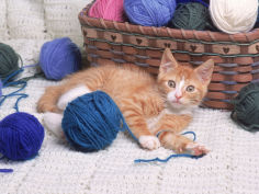 kitten playing with balls of yarn