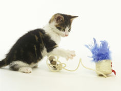 kitten playing with cat toy