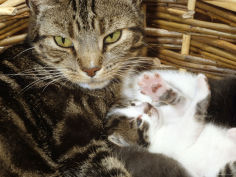 kitten plays with her mothers whiskers in basket