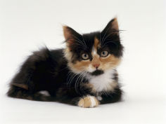 kitten portrait resting on floor