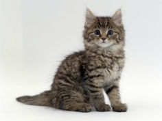 kitten portrait