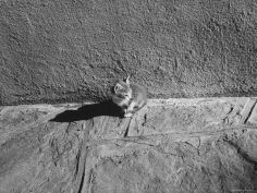kitten sitting on sunny pavement