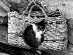 kitten sleeps on a straw purse