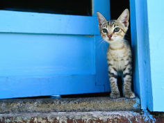 kitten standing in doorway apia samoa
