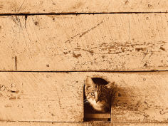 kitten sticking its head out of hole in the wall