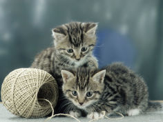 kittens at play