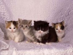kittens desktop wallpaper