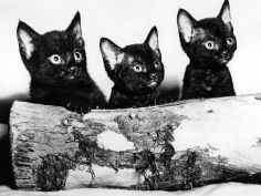 kittens hiding behind log