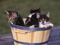 kittens in basket outdoors