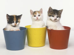 kittens in flower pots