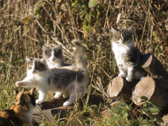 kittens playing in sebastapol california